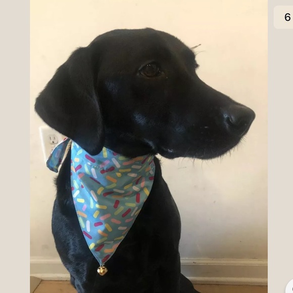 Dog Birthday Bandana Reversible NEW S/M or M/L - Picture 3 of 7